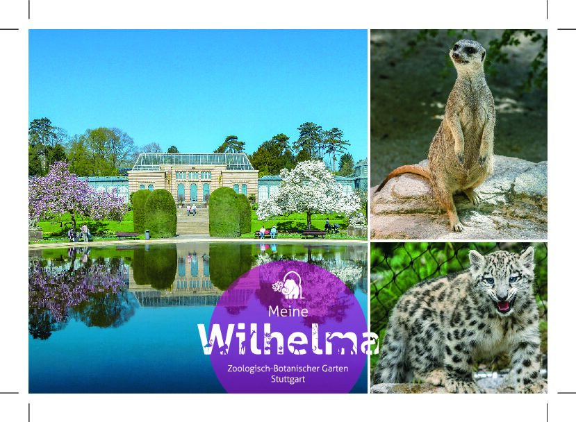 Postkarte Seerosenteich/Magnolienblüte, Erdmännchen, Schneeleopard