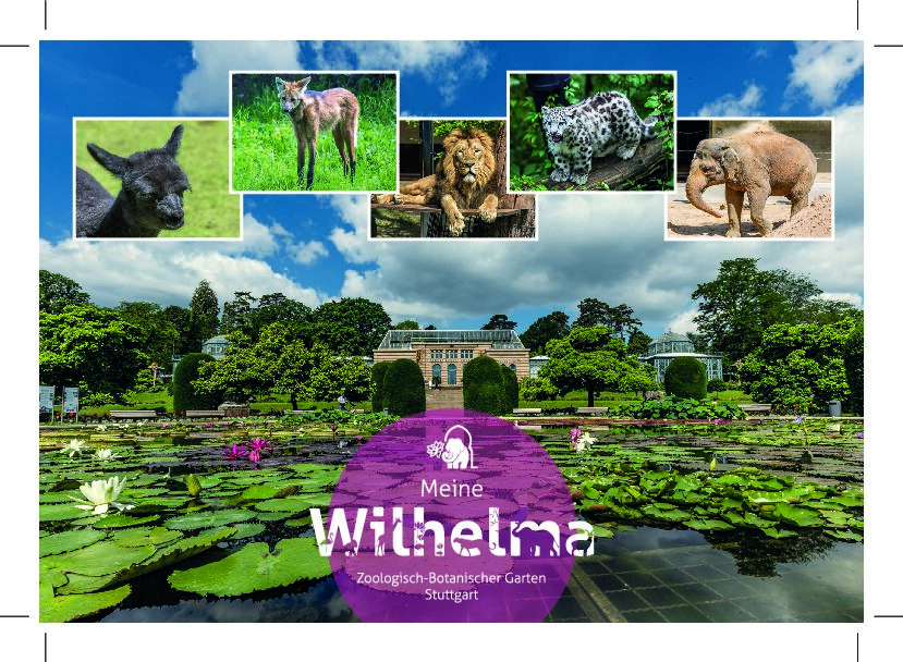 Seerosenteich, verschiedene Tiere