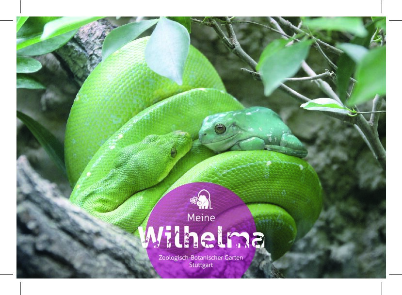 Postkarte Baumpython mit Frosch