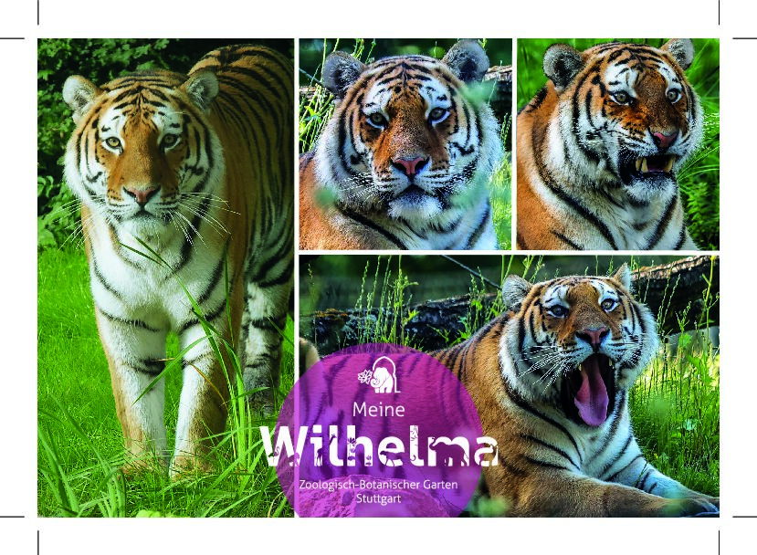 Postkarte Tiger mehrfach