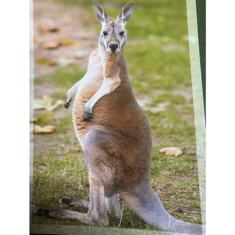 Postkarte Känguru