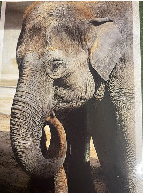 Postkarte mit Elefant