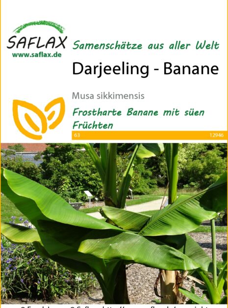 12946-musa-sikkimensis-seed-package-front-cr-german