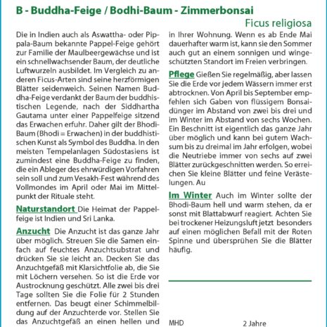 14221-ficus-religiosa-cultivation-instruction-german