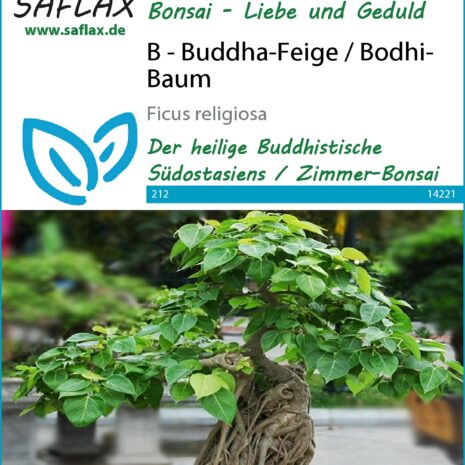 Buddha-Feige / Bodhi Baum