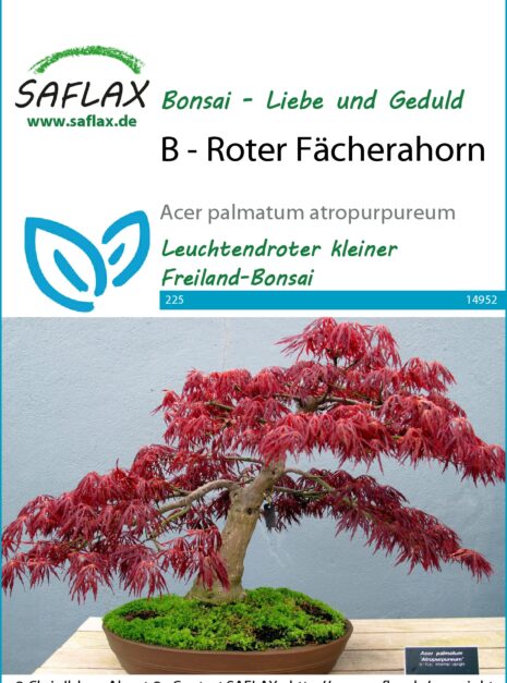 14952-acer-palmatum-seed-package-front-cr-german