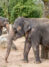 KALENDER FAMILIENPLANER 2027 - Asiatischer Elefant, Kalendertitel 2027