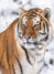 KALENDER FAMILIENPLANER 2027 - Tiger, Kalenderbild Januar 2027