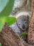 KALENDER FAMILIENPLANER 2027 - Koala mit Jungtier, Kalenderbild Februar 2027