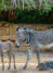 KALENDER FAMILIENPLANER 2027 - Zebra mit Jungem, Kalenderbild Juni 2027